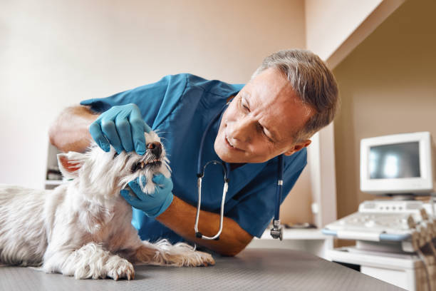 Best Same-Day Emergency Dentist in Burlington, WA
